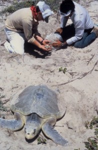 Sea turtle nest